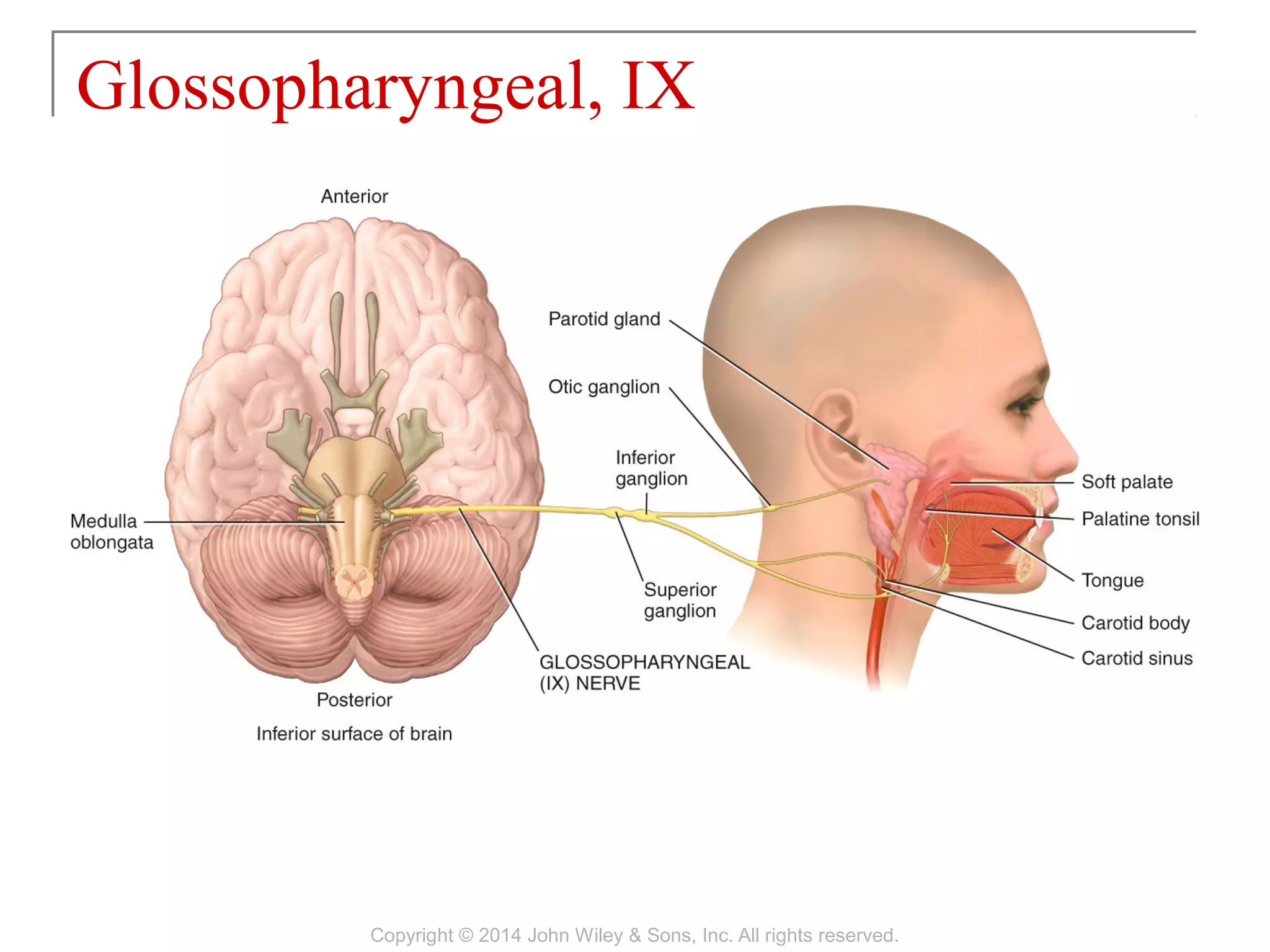Glossopharyngeal, IX
Copyright © 2014 John Wiley & Sons, Inc. All rights reserved.
 