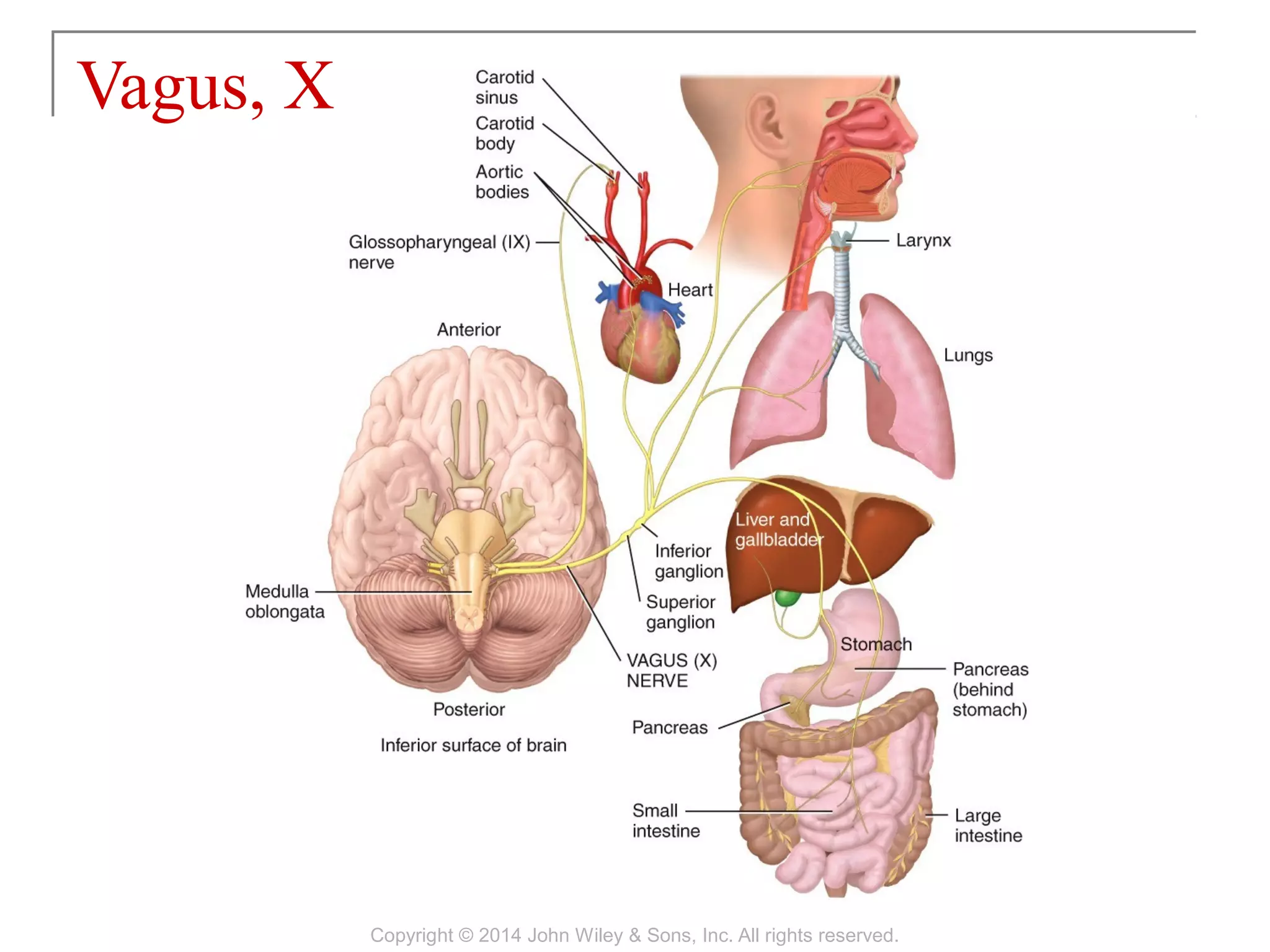 Vagus, X
Copyright © 2014 John Wiley & Sons, Inc. All rights reserved.
 