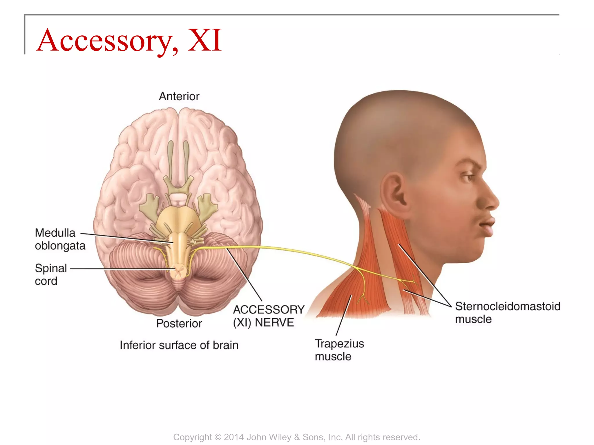 Accessory, XI
Copyright © 2014 John Wiley & Sons, Inc. All rights reserved.
 