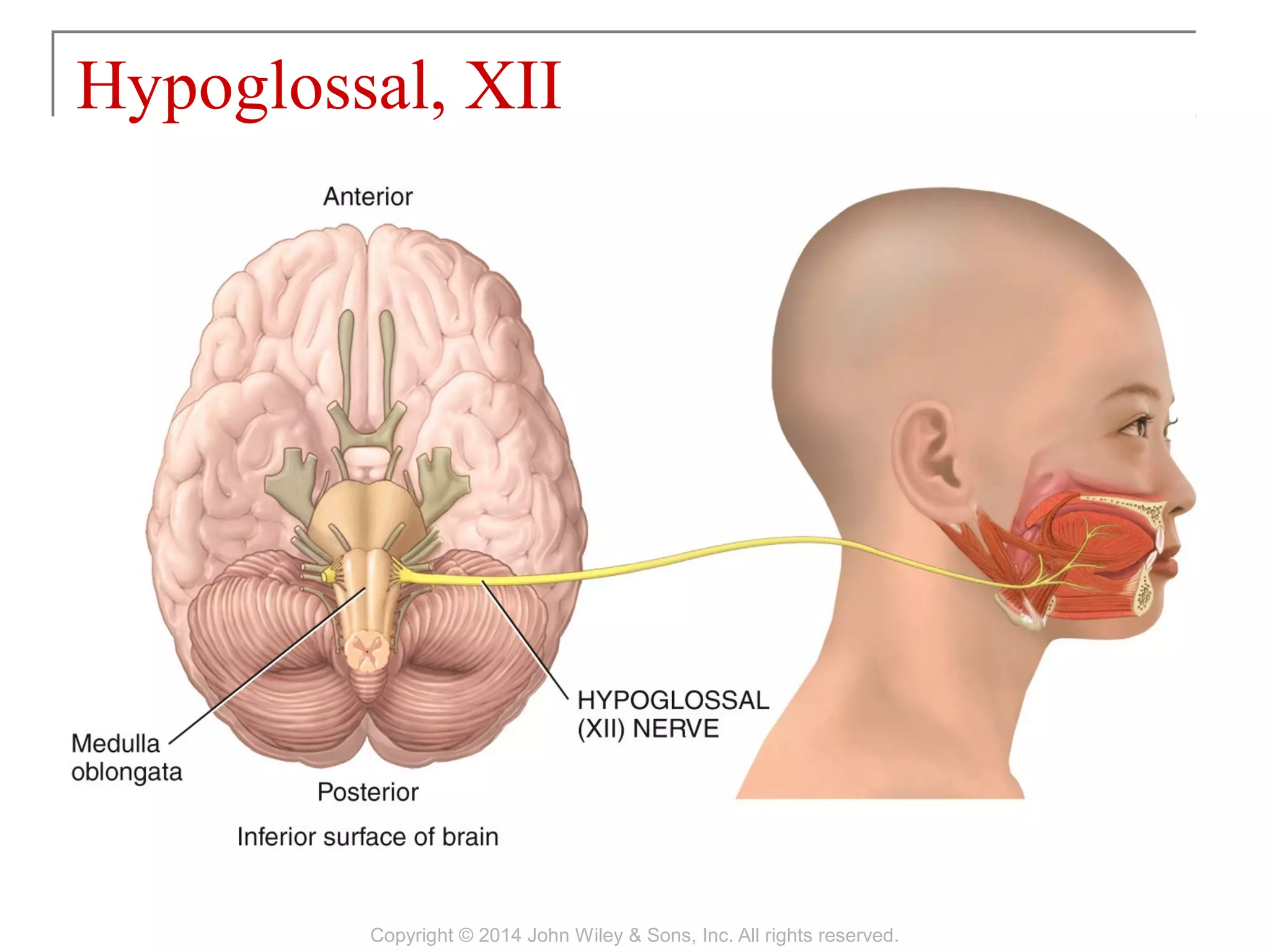 Hypoglossal, XII
Copyright © 2014 John Wiley & Sons, Inc. All rights reserved.
 