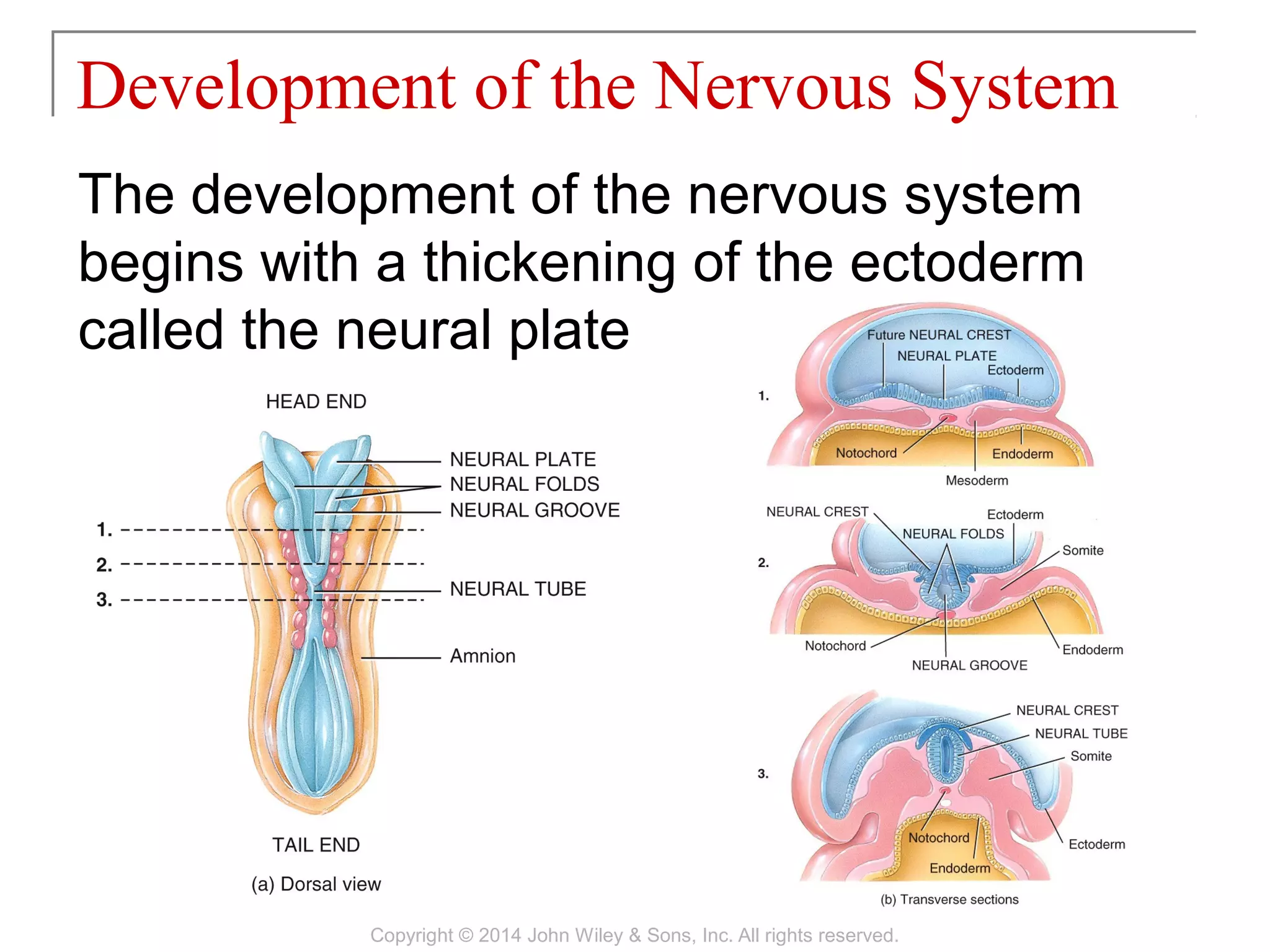 The development of the nervous system
begins with a thickening of the ectoderm
called the neural plate
Development of the Nervous System
Copyright © 2014 John Wiley & Sons, Inc. All rights reserved.
 