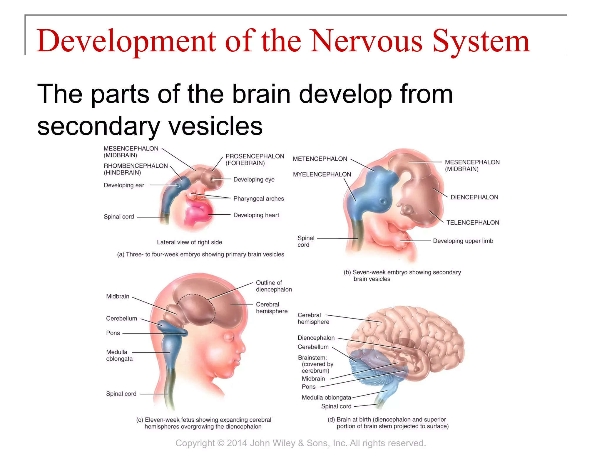 The parts of the brain develop from
secondary vesicles
Development of the Nervous System
Copyright © 2014 John Wiley & Sons, Inc. All rights reserved.
 