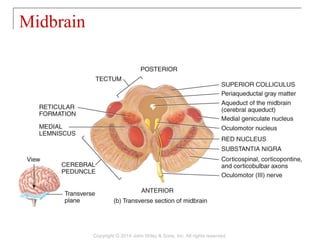 14 [chapter 14 the brain and cranial nerves] | PPT