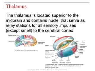 14 [chapter 14 the brain and cranial nerves] | PPT