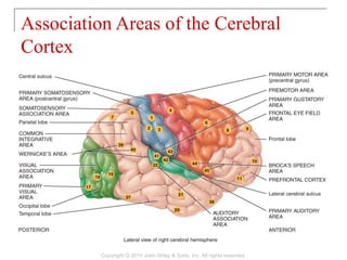 14 [chapter 14 the brain and cranial nerves] | PPT