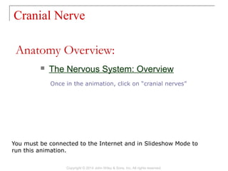 14 [chapter 14 the brain and cranial nerves] | PPT