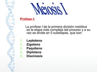 Profase I:
La profase I de la primera división meiótica
es la etapa más compleja del proceso y a su
vez se divide en 5 subetapas, que son:
1. Leptoteno
2. Zigoteno
3. Paquiteno
4. Diploteno
5. Diacinesis
 