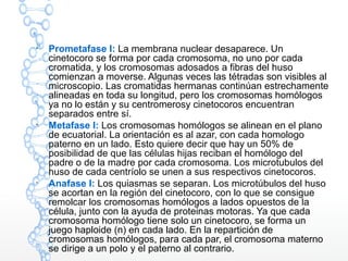 
Prometafase I: La membrana nuclear desaparece. Un
cinetocoro se forma por cada cromosoma, no uno por cada
cromatida, y los cromosomas adosados a fibras del huso
comienzan a moverse. Algunas veces las tétradas son visibles al
microscopio. Las cromatidas hermanas continúan estrechamente
alineadas en toda su longitud, pero los cromosomas homólogos
ya no lo están y su centromerosy cinetocoros encuentran
separados entre sí.

Metafase I: Los cromosomas homólogos se alinean en el plano
de ecuatorial. La orientación es al azar, con cada homologo
paterno en un lado. Esto quiere decir que hay un 50% de
posibilidad de que las células hijas reciban el homólogo del
padre o de la madre por cada cromosoma. Los microtubulos del
huso de cada centríolo se unen a sus respectivos cinetocoros.

Anafase I: Los quiasmas se separan. Los microtúbulos del huso
se acortan en la región del cinetocoro, con lo que se consigue
remolcar los cromosomas homólogos a lados opuestos de la
célula, junto con la ayuda de proteinas motoras. Ya que cada
cromosoma homólogo tiene solo un cinetocoro, se forma un
juego haploide (n) en cada lado. En la repartición de
cromosomas homólogos, para cada par, el cromosoma materno
se dirige a un polo y el paterno al contrario.
 
