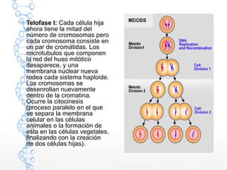 
Telofase I: Cada célula hija
ahora tiene la mitad del
número de cromosomas pero
cada cromosoma consiste en
un par de cromátidas. Los
microtubulos que componen
la red del huso mitótico
desaparece, y una
membrana nuclear nueva
rodea cada sistema haploide.
Los cromosomas se
desenrollan nuevamente
dentro de la cromatina.
Ocurre la citocinesis
(proceso paralelo en el que
se separa la membrana
celular en las células
animales o la formación de
esta en las células vegetales,
finalizando con la creación
de dos células hijas).
 