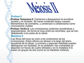 
Profase II
-Profase Temprana II: Comienza a desaparecer la envoltura
nuclear y el nucleolo. Se hacen evidentes largos cuerpos
filamentosos de cromatina, y comienzan a condensarse como
cromosomas visibles
-Profase Tardía II: Los cromosomas continúan acortándose y
engrosándose. Se forma el huso entre los centríolos, que se han
desplazado a los polos de la célula

Metafase II
Las fibras del huso se unen a los cinetocóros de los
cromosomas. Éstos últimos se alinean a lo largo del plano
ecuatorial de la célula. La primera y segunda metafase pueden
distinguirse con facilidad, en la metafase I las cromatidas se
disponen en haces de cuatro (tétrada) y en la metafase II lo
hacen en grupos de dos (como en la metafase mitótica).
 