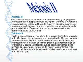 
Anafase II
Las cromátidas se separan en sus centrómeros, y un juego de
cromosomas se desplaza hacia cada polo. Durante la Anafase II
las cromatidas, unidas a fibras del huso en sus cinetocóros, se
separan y se desplazan a polos opuestos, como lo hacen en la
anafase mitótica. Como en la mitosis, cada cromátida se
denomina ahora cromosoma.

Telofase II
En la telofase II hay un miembro de cada par homologo en cada
polo. Cada uno es un cromosoma no duplicado. Se reensamblan
las envolturas nucleares, desaparece el huso acromático, los
cromosomas se alargan en forma gradual para formar hilos de
cromatina, y ocurre la citocinesis. Los acontecimientos de la
profase se invierten al formarse de nuevo los nucleolos, y la
división celular se completa cuando la citocinesis ha producidos
dos células hijas.
 