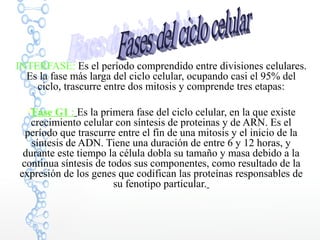 INTERFASE: Es el período comprendido entre divisiones celulares.
Es la fase más larga del ciclo celular, ocupando casi el 95% del
ciclo, trascurre entre dos mitosis y comprende tres etapas:
Fase G1 : Es la primera fase del ciclo celular, en la que existe
crecimiento celular con síntesis de proteinas y de ARN. Es el
período que trascurre entre el fin de una mitosis y el inicio de la
síntesis de ADN. Tiene una duración de entre 6 y 12 horas, y
durante este tiempo la célula dobla su tamaño y masa debido a la
continua síntesis de todos sus componentes, como resultado de la
expresión de los genes que codifican las proteínas responsables de
su fenotipo particular.
 