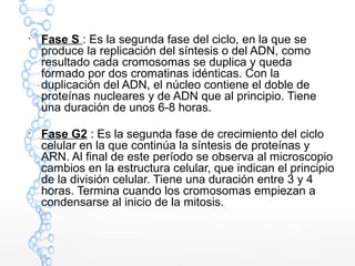 
Fase S : Es la segunda fase del ciclo, en la que se
produce la replicación del síntesis o del ADN, como
resultado cada cromosomas se duplica y queda
formado por dos cromatinas idénticas. Con la
duplicación del ADN, el núcleo contiene el doble de
proteínas nucleares y de ADN que al principio. Tiene
una duración de unos 6-8 horas.

Fase G2 : Es la segunda fase de crecimiento del ciclo
celular en la que continúa la síntesis de proteínas y
ARN. Al final de este período se observa al microscopio
cambios en la estructura celular, que indican el principio
de la división celular. Tiene una duración entre 3 y 4
horas. Termina cuando los cromosomas empiezan a
condensarse al inicio de la mitosis.
 