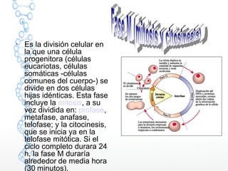 
Es la división celular en
la que una célula
progenitora (células
eucariotas, células
somáticas -células
comunes del cuerpo-) se
divide en dos células
hijas idénticas. Esta fase
incluye la mitosis, a su
vez dividida en: profase,
metafase, anafase,
telofase; y la citocinesis,
que se inicia ya en la
telofase mitótica. Si el
ciclo completo durara 24
h, la fase M duraría
alrededor de media hora
(30 minutos).
 