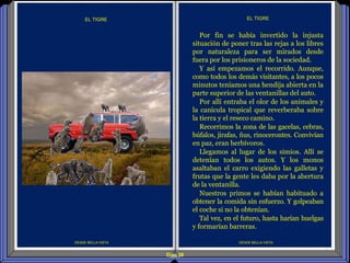 Diap 58
DESDE BELLA VISTA
Por fin se había invertido la injusta
situación de poner tras las rejas a los libres
por naturaleza para ser mirados desde
fuera por los prisioneros de la sociedad.
Y así empezamos el recorrido. Aunque,
como todos los demás visitantes, a los pocos
minutos teníamos una hendija abierta en la
parte superior de las ventanillas del auto.
Por allí entraba el olor de los animales y
la canícula tropical que reverberaba sobre
la tierra y el reseco camino.
Recorrimos la zona de las gacelas, cebras,
búfalos, jirafas, ñus, rinocerontes. Convivían
en paz, eran herbívoros.
Llegamos al lugar de los simios. Allí se
detenían todos los autos. Y los monos
asaltaban el carro exigiendo las galletas y
frutas que la gente les daba por la abertura
de la ventanilla.
Nuestros primos se habían habituado a
obtener la comida sin esfuerzo. Y golpeaban
el coche si no la obtenían.
Tal vez, en el futuro, hasta harían huelgas
y formarían barreras.
EL TIGRE
DESDE BELLA VISTA
EL TIGRE
 