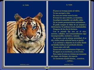 Diap 60
DESDE BELLA VISTA
Él puso su trompa junto al vidrio.
Yo me acerqué a éste.
Su cara era varias veces la mía.
Él tenía los ojos celestes, yo también.
Su pelaje era amarillo; mi cabello, rubio.
No sé cuanto permanecimos mirándonos.
Él podía romper el vidrio de un zarpazo y
destrozarme. Yo acelerar el auto, lastimándole.
Ninguno de los dos lo hicimos.
Con la mirada fija uno en el otro,
serenos, callados, nos comunicábamos algo
incomprensible, instintivo, natural.
De pronto, con la misma serenidad, él se
dio vuelta yendo señorial hacia su jauría.
Y yo comencé a alejarme en el coche donde
mi familia estabaen un profundo silencio.
Nunca más volví allí.
Nunca más nos encontramos el tigre y yo.
Él siguió en su territorio, yo en el mío.
Pero, tanto él como yo vivimos ese momento
sin lugar, sin tiempo, sin especie.
Un momento donde fuimos… nosotros.
…oo0oo…
EL TIGRE
DESDE BELLA VISTA
EL TIGRE
 