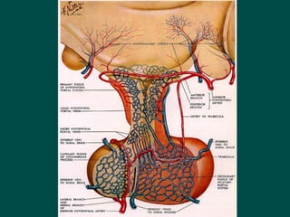 14 Disorders_of_endocrine_system and possible causes.ppt