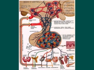 14 Disorders_of_endocrine_system and possible causes.ppt