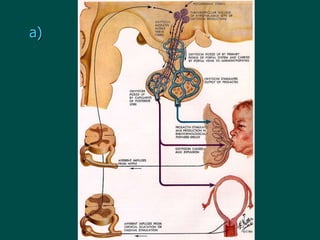 14 Disorders_of_endocrine_system and possible causes.ppt