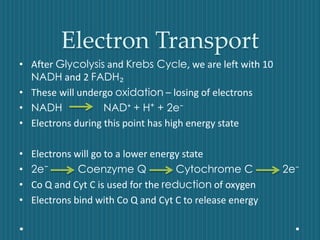 Electron Transport
• After Glycolysis and Krebs Cycle, we are left with 10
NADH and 2 FADH₂
• These will undergo oxidation – losing of electrons
• NADH NAD⁺ + H⁺ + 2e⁻
• Electrons during this point has high energy state
• Electrons will go to a lower energy state
• 2e⁻ Coenzyme Q Cytochrome C 2e⁻
• Co Q and Cyt C is used for the reduction of oxygen
• Electrons bind with Co Q and Cyt C to release energy
 