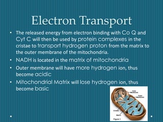 Electron Transport
• The released energy from electron binding with Co Q and
Cyt C will then be used by protein complexes in the
cristae to transport hydrogen proton from the matrix to
the outer membrane of the mitochondria.
• NADH is located in the matrix of mitochondria
• Outer membrane will have more hydrogen ion, thus
become acidic
• Mitochondrial Matrix will lose hydrogen ion, thus
become basic
 