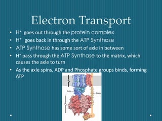 Electron Transport
• H⁺ goes out through the protein complex
• H⁺ goes back in through the ATP Synthase
• ATP Synthase has some sort of axle in between
• H⁺ pass through the ATP Synthase to the matrix, which
causes the axle to turn
• As the axle spins, ADP and Phosphate groups binds, forming
ATP
 