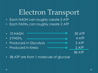 Electron Transport
• Each NADH can roughly create 3 ATP
• Each FADH₂ can roughly create 2 ATP
• 10 NADH 30 ATP
• 2 FADH₂ 4 ATP
• Produced in Glycolysis 2 ATP
• Produced in Krebs 2 ATP
38 ATP
• 38 ATP are from 1 molecule of glucose
 
