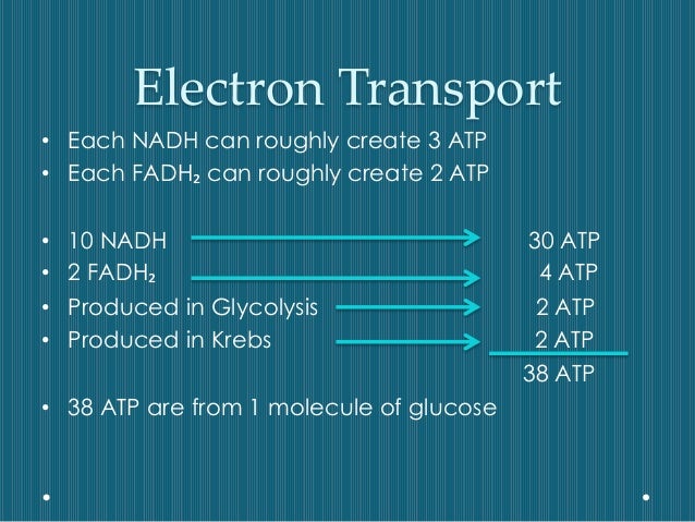 How Many Atp Produced From Electron Transport Chain Wasfa Blog
