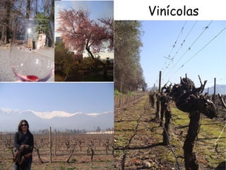 Vinícolas 