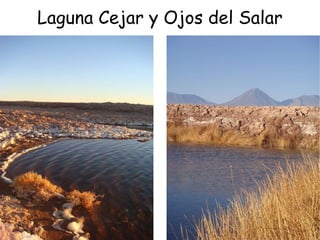 Laguna Cejar y Ojos del Salar 