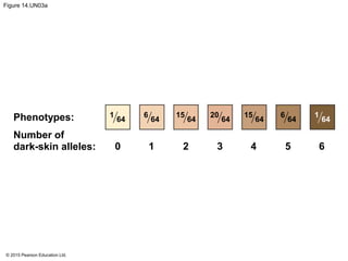 © 2015 Pearson Education Ltd.
Figure 14.UN03a
Phenotypes:
Number of
dark-skin alleles: 0 1 2 3 4 5 6
1
64
6
64
15
64
20
64
15
64
6
64
1
64
 