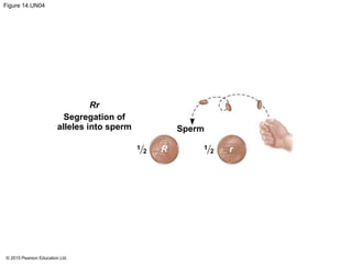 © 2015 Pearson Education Ltd.
Figure 14.UN04
Rr
1
2
1
2
Segregation of
alleles into sperm
R r
Sperm
 