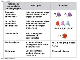 © 2015 Pearson Education Ltd.
Figure 14.UN05
Description Example
Relationship
among alleles
of a single gene
Complete
dominance
of one allele
Incomplete
dominance
of either allele
Codominance
Multiple alleles
Pleiotropy Sickle-cell disease
ABO blood group alleles
IAIB
IA, IB, i
CRCR CRCW CWCW
PP Pp
Heterozygous phenotype
same as that of homo-
zygous dominant
Heterozygous phenotype
intermediate between
the two homozygous
phenotypes
Both phenotypes
expressed in
heterozygotes
In the population
some genes have more
than two alleles
One gene affects
multiple phenotypic
characters
 