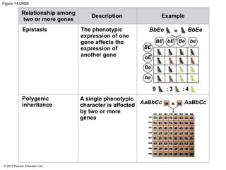 © 2015 Pearson Education Ltd.
Figure 14.UN06
Relationship among
two or more genes
Description Example
Epistasis
Polygenic
inheritance
The phenotypic
expression of one
gene affects the
expression of
another gene
A single phenotypic
character is affected
by two or more
genes
BbEe BbEe
be
be
Be
BeBE
BE
bE
bE
9 43: :
AaBbCc AaBbCc
 