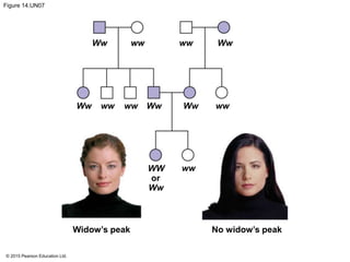 © 2015 Pearson Education Ltd.
Figure 14.UN07
Widow’s peak No widow’s peak
Ww ww Ww
Ww
ww
wwwwww WwWw
ww
Ww
WW
or
 