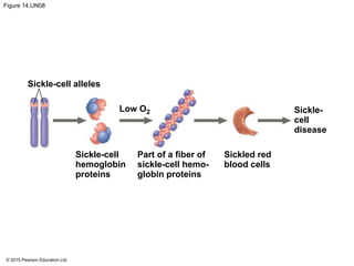 © 2015 Pearson Education Ltd.
Figure 14.UN08
Sickle-cell alleles
Sickle-cell
hemoglobin
proteins
Sickled red
blood cells
Part of a fiber of
sickle-cell hemo-
globin proteins
Low O2 Sickle-
cell
disease
 