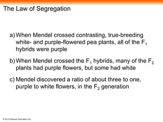 © 2015 Pearson Education Ltd
The Law of Segregation
a) When Mendel crossed contrasting, true-breeding
white- and purple-flowered pea plants, all of the F1
hybrids were purple
b) When Mendel crossed the F1 hybrids, many of the F2
plants had purple flowers, but some had white
c) Mendel discovered a ratio of about three to one,
purple to white flowers, in the F2 generation
 