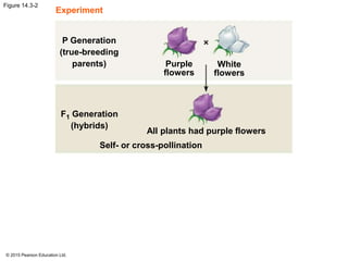 © 2015 Pearson Education Ltd.
Figure 14.3-2
Self- or cross-pollination
All plants had purple flowers
Purple
flowers
White
flowers
P Generation
(true-breeding
parents)
F1 Generation
(hybrids)
Experiment
 