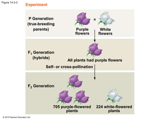 © 2015 Pearson Education Ltd.
Figure 14.3-3
705 purple-flowered
plants
224 white-flowered
plants
Self- or cross-pollination
All plants had purple flowers
Purple
flowers
White
flowers
P Generation
(true-breeding
parents)
F1 Generation
(hybrids)
F2 Generation
Experiment
 