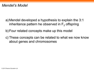 © 2015 Pearson Education Ltd
Mendel’s Model
a) Mendel developed a hypothesis to explain the 3:1
inheritance pattern he observed in F2 offspring
b) Four related concepts make up this model
c) These concepts can be related to what we now know
about genes and chromosomes
 