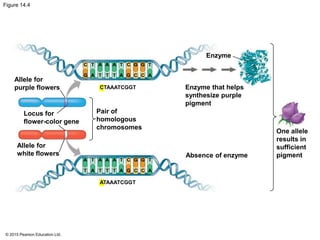 © 2015 Pearson Education Ltd.
Figure 14.4
Allele for
white flowers
Allele for
purple flowers
Pair of
homologous
chromosomes
Enzyme that helps
synthesize purple
pigment
Absence of enzyme
Enzyme
Locus for
flower-color gene
One allele
results in
sufficient
pigment
C T A A A T C G G T
G A T T T A G C C A
CTAAATCGGT
ATAAATCGGT
A T A A A T C G G T
T T T TA A G C C A
 
