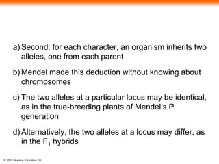 © 2015 Pearson Education Ltd
a) Second: for each character, an organism inherits two
alleles, one from each parent
b) Mendel made this deduction without knowing about
chromosomes
c) The two alleles at a particular locus may be identical,
as in the true-breeding plants of Mendel’s P
generation
d) Alternatively, the two alleles at a locus may differ, as
in the F1 hybrids
 