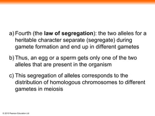 © 2015 Pearson Education Ltd
a) Fourth (the law of segregation): the two alleles for a
heritable character separate (segregate) during
gamete formation and end up in different gametes
b) Thus, an egg or a sperm gets only one of the two
alleles that are present in the organism
c) This segregation of alleles corresponds to the
distribution of homologous chromosomes to different
gametes in meiosis
 