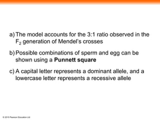 © 2015 Pearson Education Ltd
a) The model accounts for the 3:1 ratio observed in the
F2 generation of Mendel’s crosses
b) Possible combinations of sperm and egg can be
shown using a Punnett square
c) A capital letter represents a dominant allele, and a
lowercase letter represents a recessive allele
 