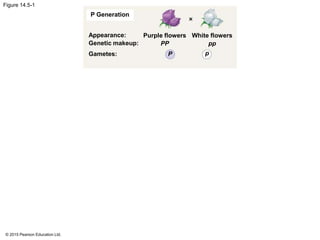 © 2015 Pearson Education Ltd.
Figure 14.5-1
P Generation
Appearance:
Genetic makeup:
Gametes:
Purple flowers
PP
White flowers
pp
P p
 