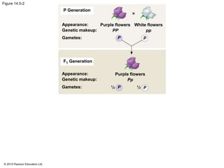 © 2015 Pearson Education Ltd.
Figure 14.5-2
P Generation
F1 Generation
Appearance:
Genetic makeup:
Gametes:
Purple flowers
PP
White flowers
pp
Purple flowers
Pp
P p
P p1
2
1
2
Appearance:
Genetic makeup:
Gametes:
 