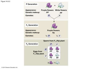 © 2015 Pearson Education Ltd.
Figure 14.5-3
P Generation
F1 Generation
Appearance:
Genetic makeup:
Gametes:
Purple flowers
PP
White flowers
pp
Purple flowers
Pp
P p
P p1
2
1
2
P p
p
P
PP Pp
ppPp
Sperm from F1 (Pp) plant
F2 Generation
Appearance:
Genetic makeup:
Gametes:
Eggs from
F1 (Pp) plant
3 : 1
 