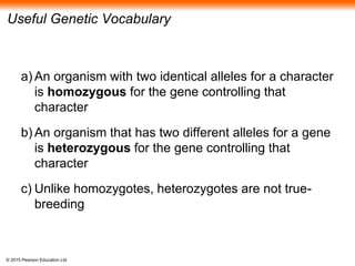 © 2015 Pearson Education Ltd
Useful Genetic Vocabulary
a) An organism with two identical alleles for a character
is homozygous for the gene controlling that
character
b) An organism that has two different alleles for a gene
is heterozygous for the gene controlling that
character
c) Unlike homozygotes, heterozygotes are not true-
breeding
 