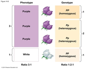 © 2015 Pearson Education Ltd.
Figure 14.6
Phenotype Genotype
Purple PP
(homozygous)
Purple
Purple
White
Ratio 3:1 Ratio 1:2:1
Pp
(heterozygous)
Pp
(heterozygous)
pp
(homozygous)
3
1 1
1
2
 