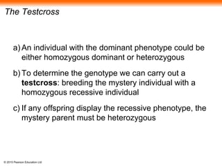 © 2015 Pearson Education Ltd
The Testcross
a) An individual with the dominant phenotype could be
either homozygous dominant or heterozygous
b) To determine the genotype we can carry out a
testcross: breeding the mystery individual with a
homozygous recessive individual
c) If any offspring display the recessive phenotype, the
mystery parent must be heterozygous
 